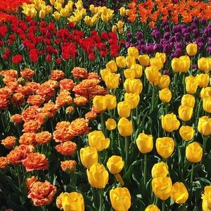 Meet your Posher, Anne